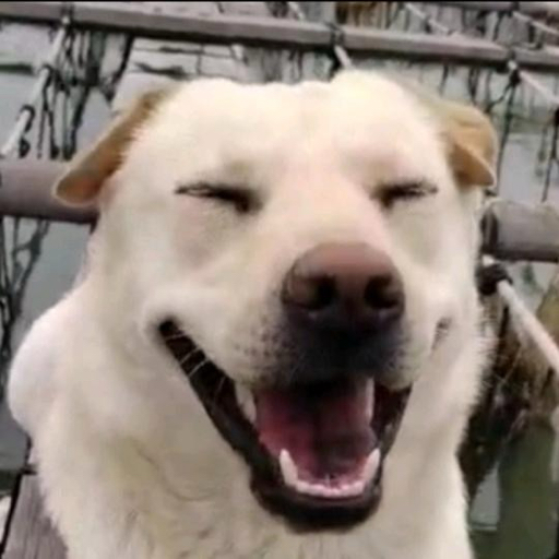 海狗一条