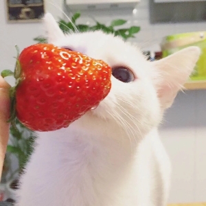 按键精灵小德