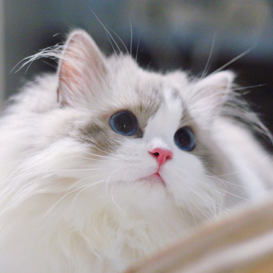 布偶猫头像高清微信图片