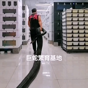不务正业的大虫铲屎官