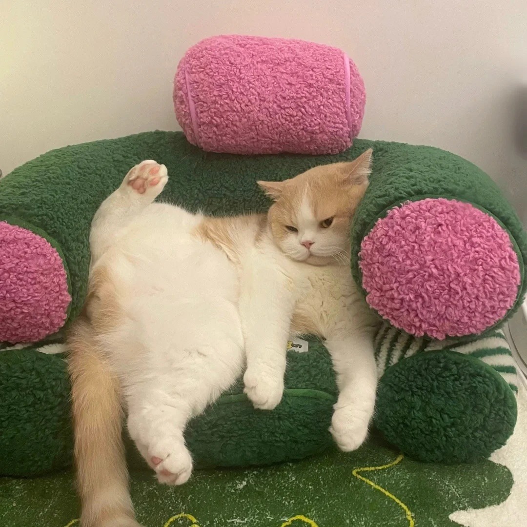 bb请到我梦里来