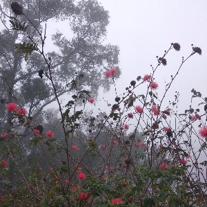英语化学(氧气Oxygen[上])