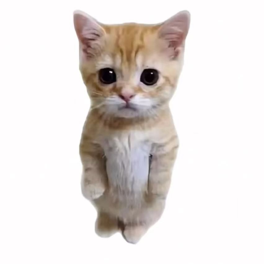 Kitty-Talk
