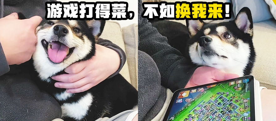 狗狗也想来盘游戏～