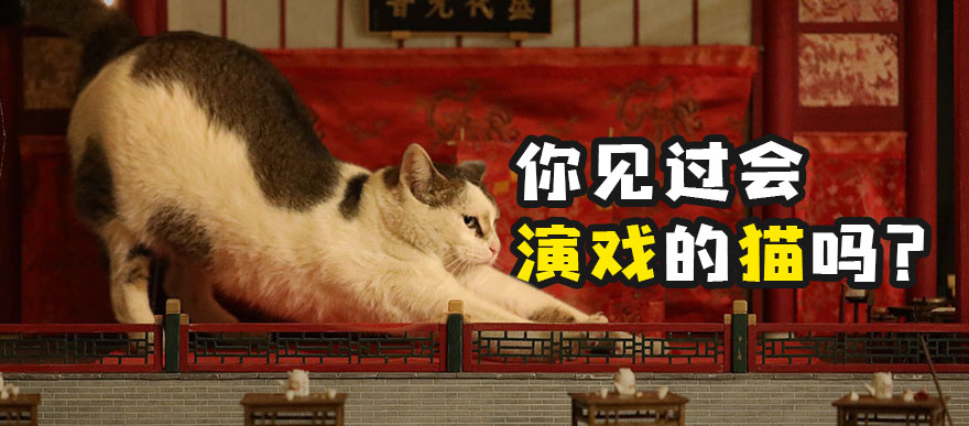 哔哩哔哩 つロ干杯 Bilibili