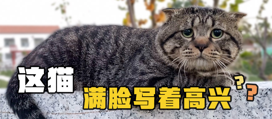 垮起个小猫脸.jpg