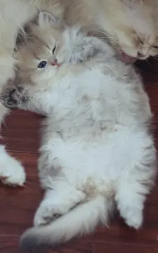 预览