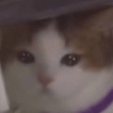 泪目