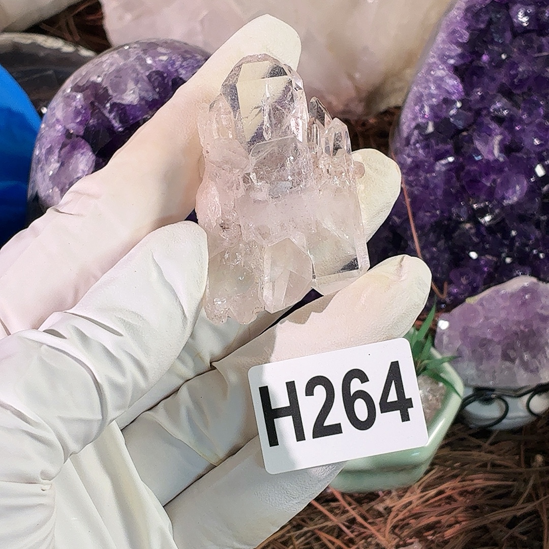 h 264