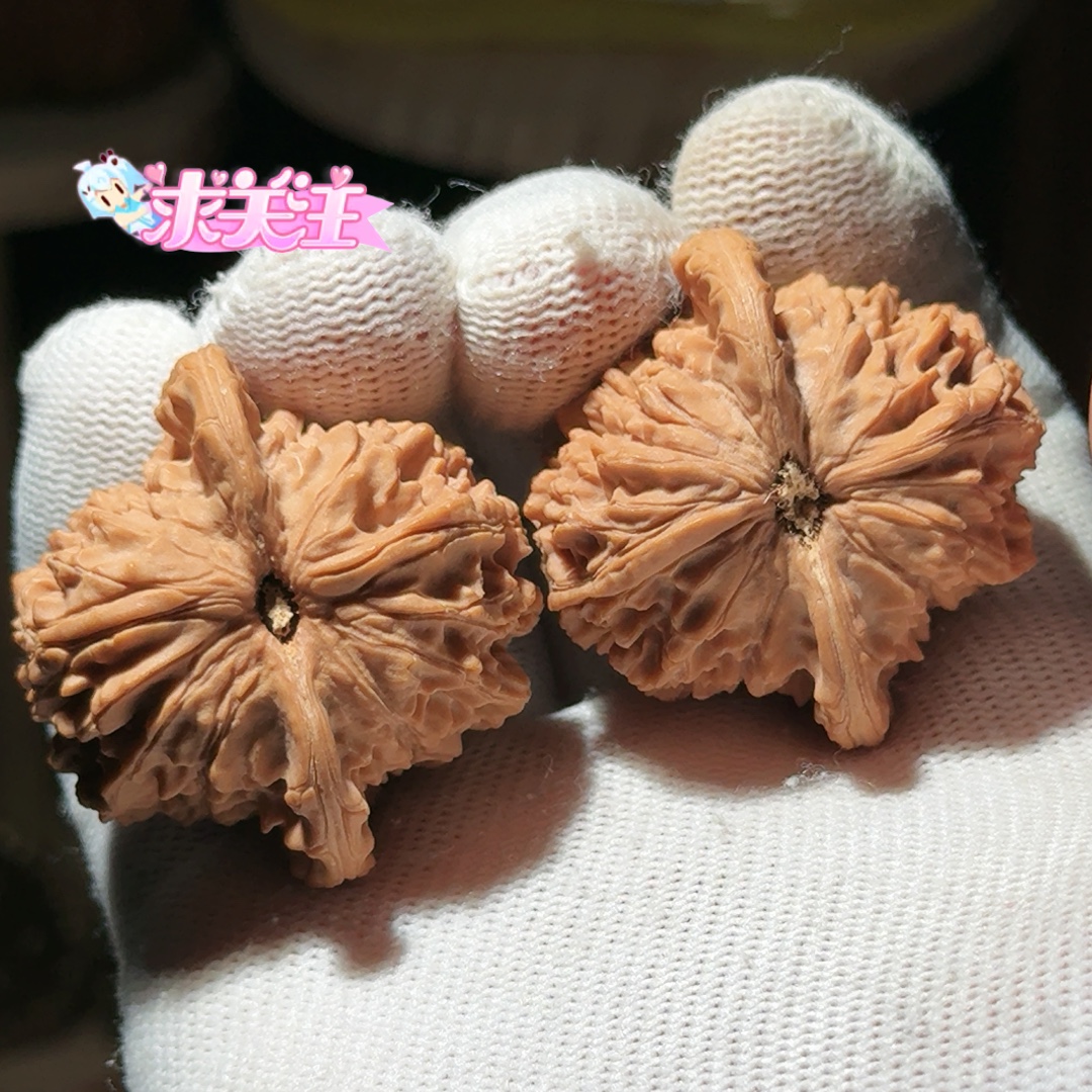 39血龙狮子头