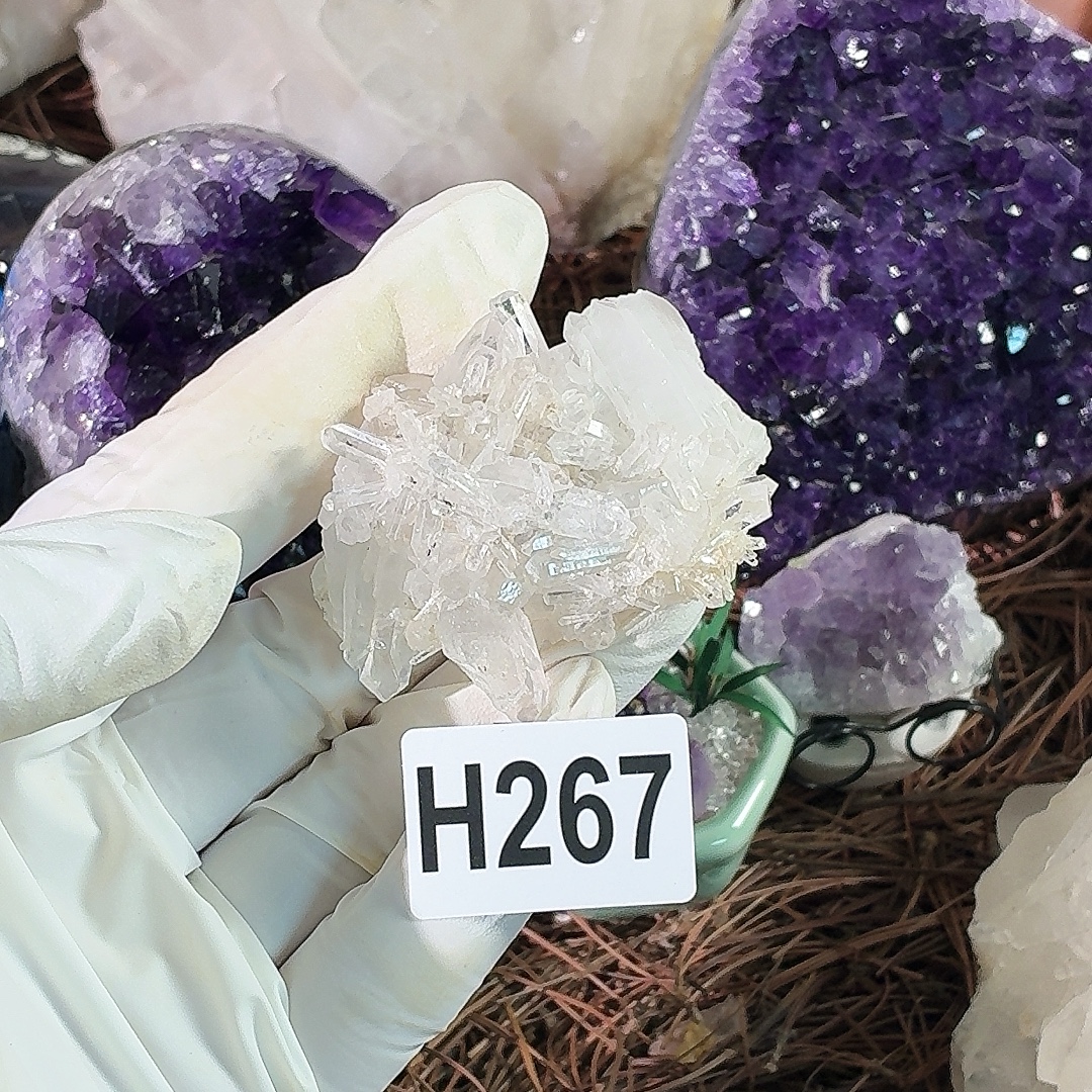 h 267