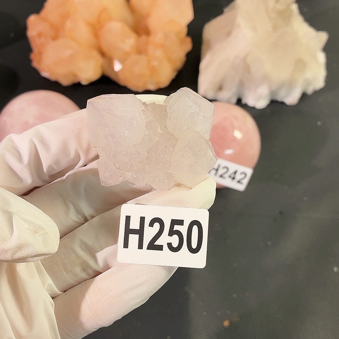 H250仙人掌