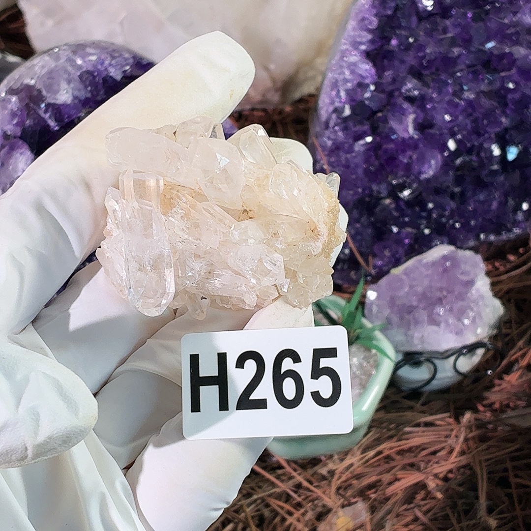 h 265