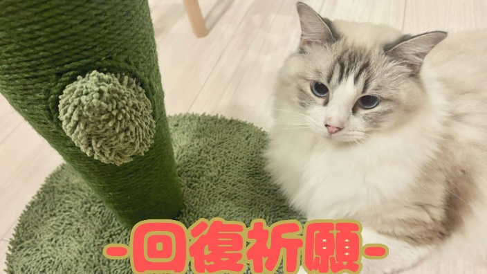 報告 的封面图