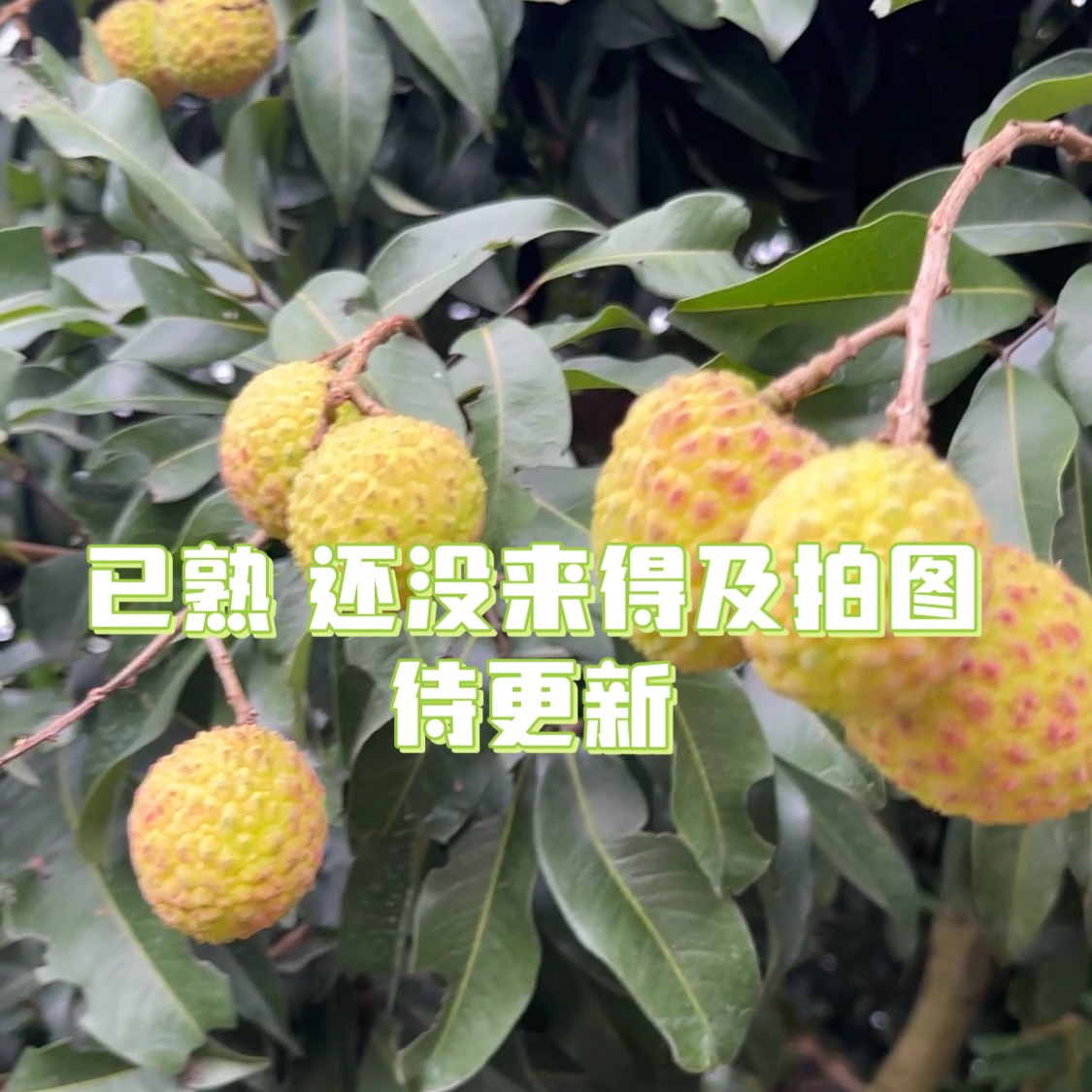 【顺丰空运】仙进奉荔枝香甜多汁现摘现发荔枝品种天花板