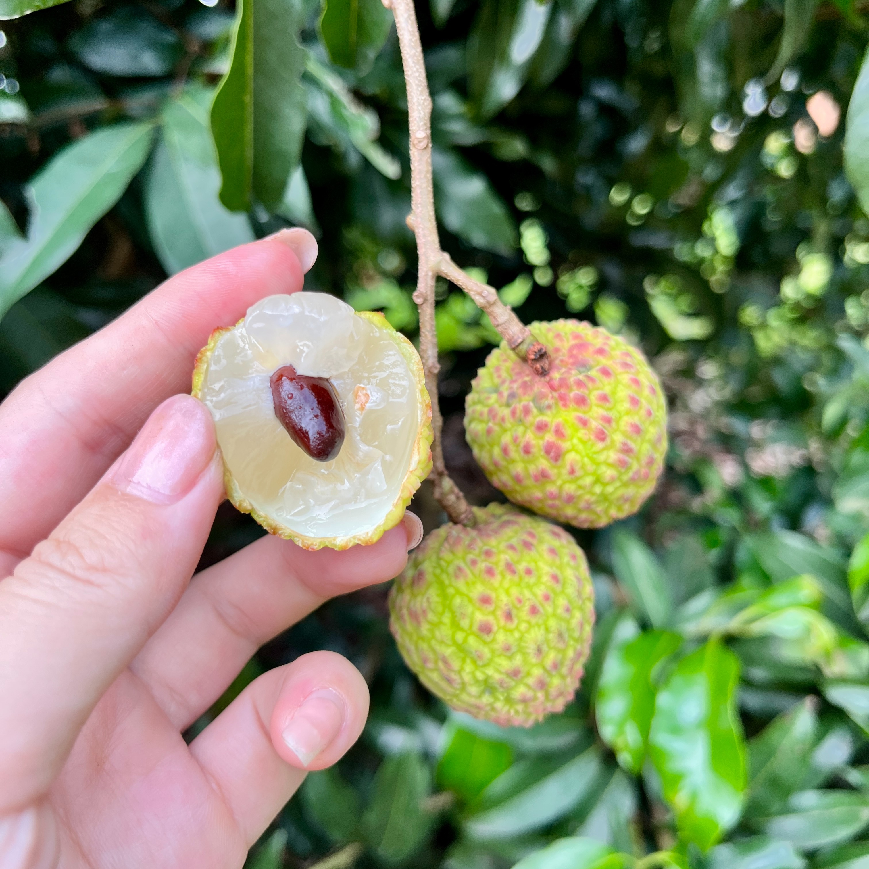 【顺丰空运】观音绿荔枝稀有水果现摘现发果农直售