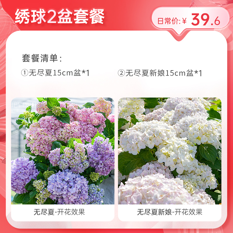 海蒂的花园【大花绣球套餐】 苗盆栽苗海妈家的阳台庭院花卉植物
