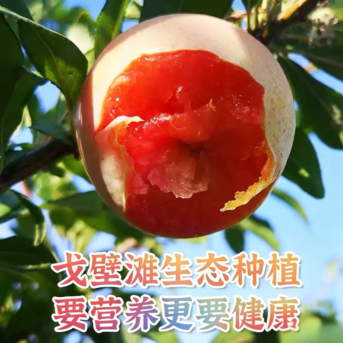 新疆恐龙蛋李子正宗红心李新鲜水果当季现摘大果产地直发顺丰包邮
