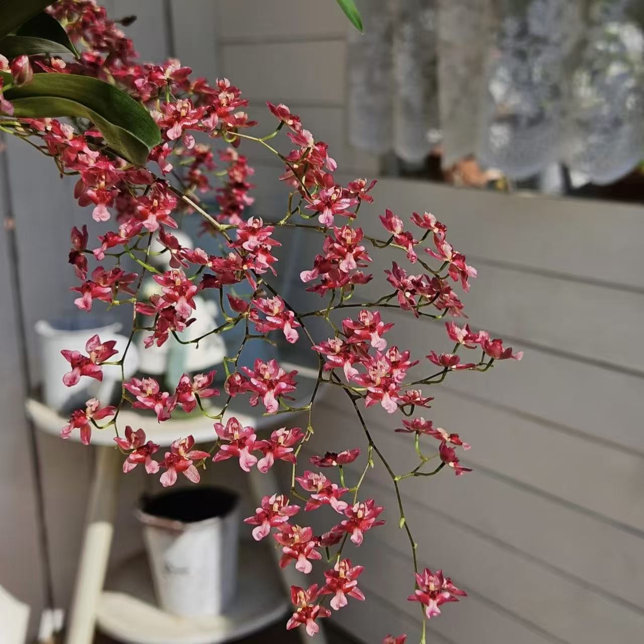 【云】梦香兰满堂红种植盆栽好养护开花好看养室内观花