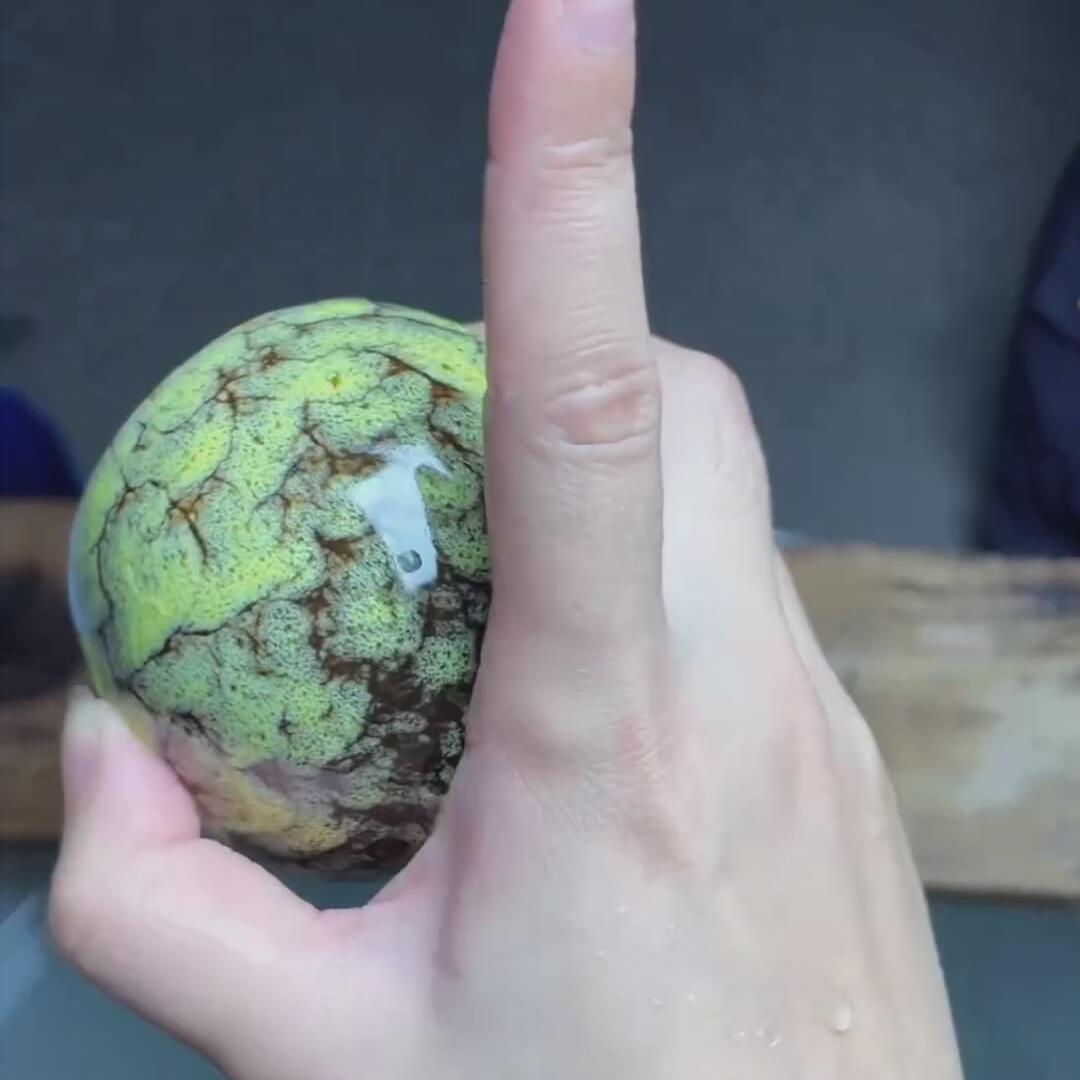 黄龙蛋