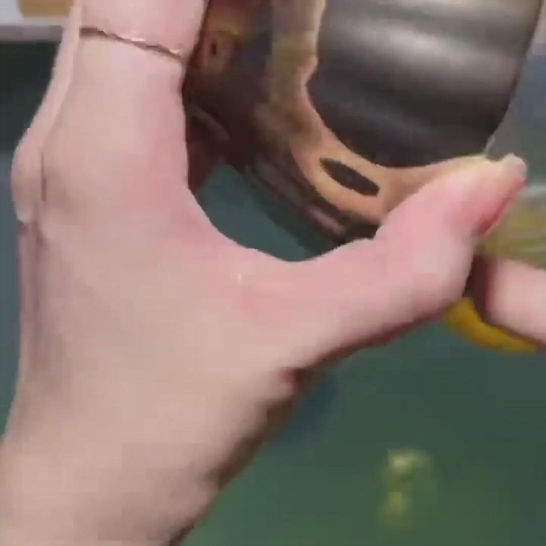 七彩孔雀凤凰杯