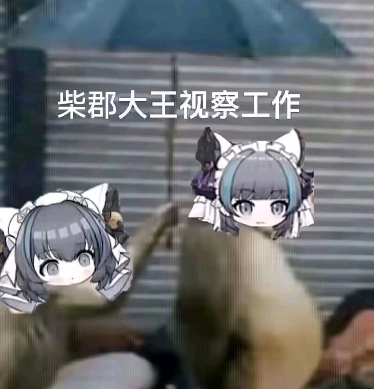 78期猪咪表情包 - 哔哩哔哩