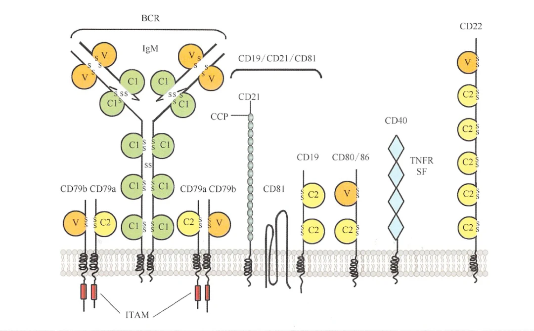 免疫学基础：一文读懂用于细胞鉴定的CD分子 - 哔哩哔哩