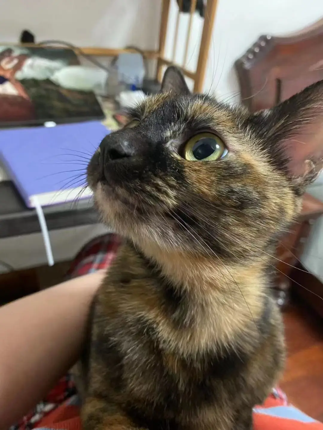 猫迷路了怎么办?专业找猫团队如何寻宠? - 哔哩哔哩