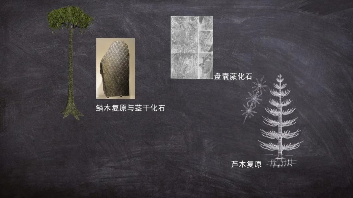 古植物学与植物进化【第3届寻翊奖】飞羽奖 - 哔哩哔哩