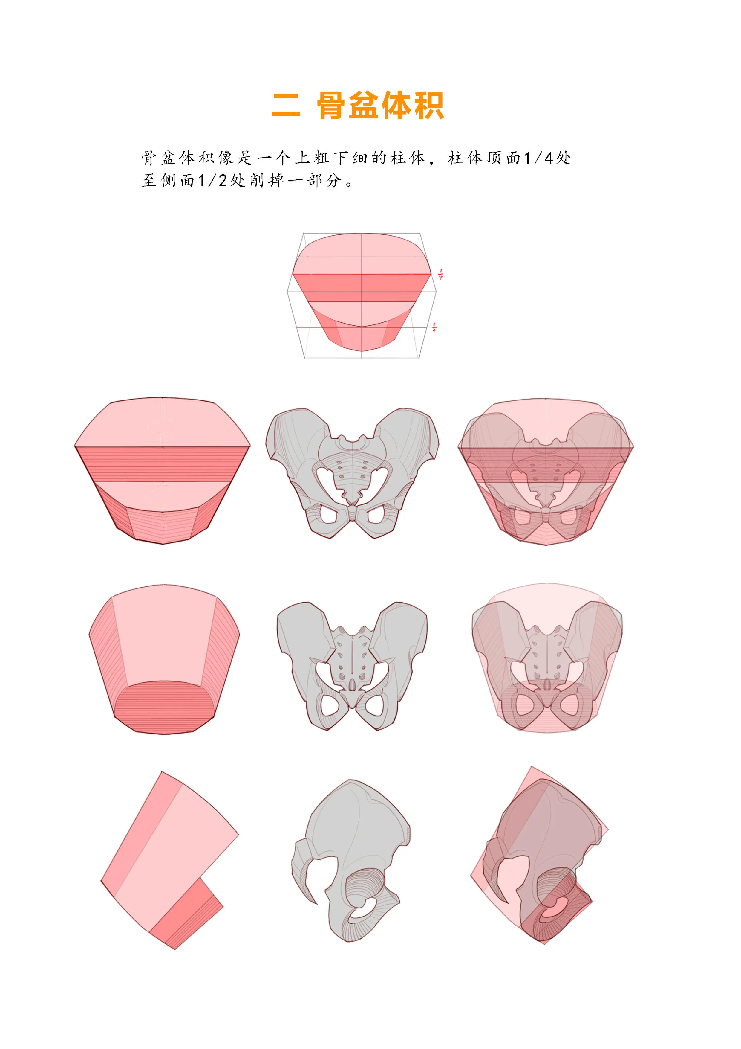 人体结构,盆骨的画法