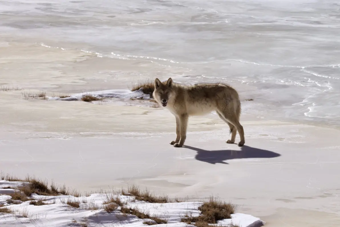 我眼中青藏高原的狼之现状