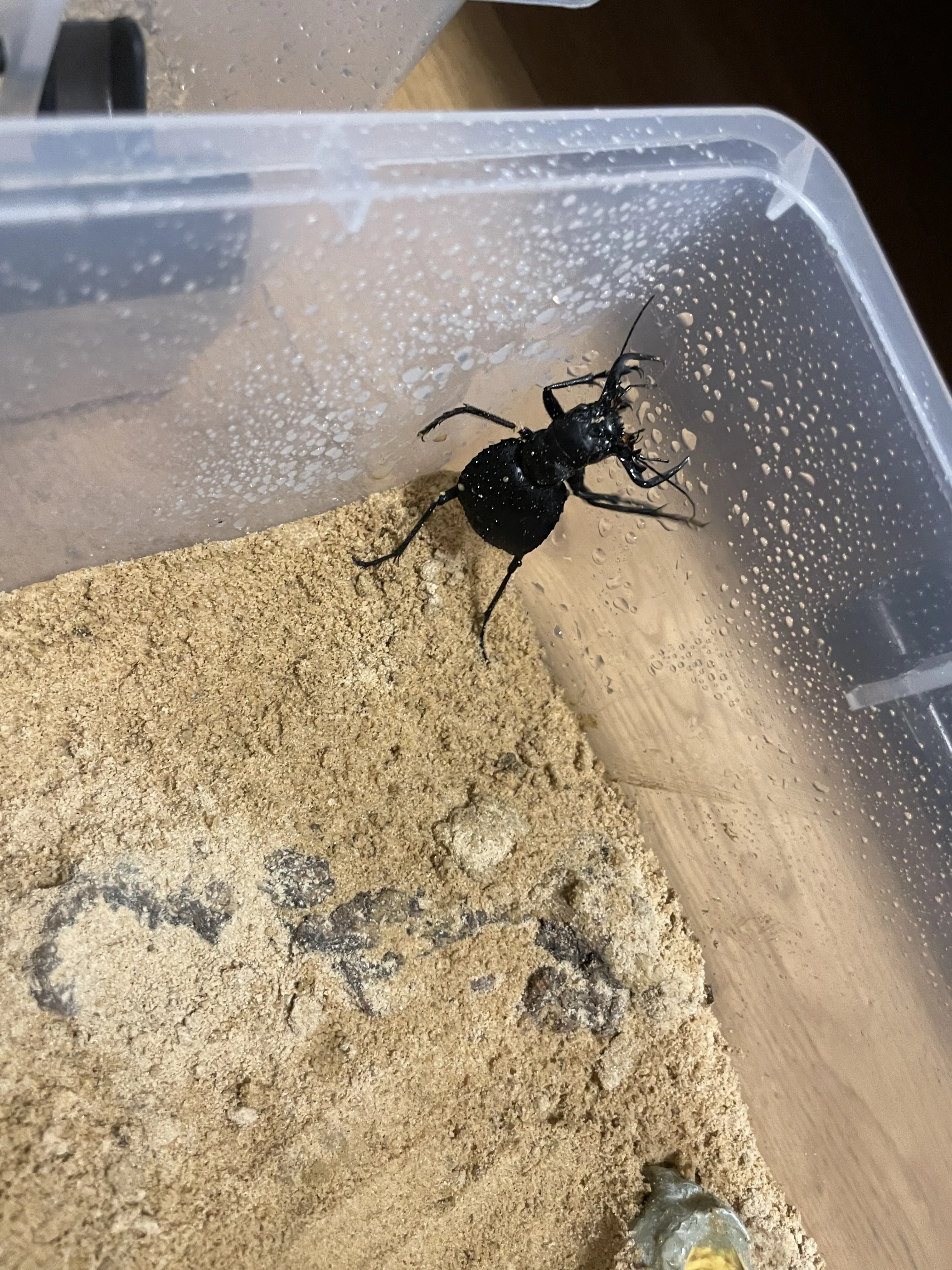 大王虎甲的饲养心得 - 哔哩哔哩