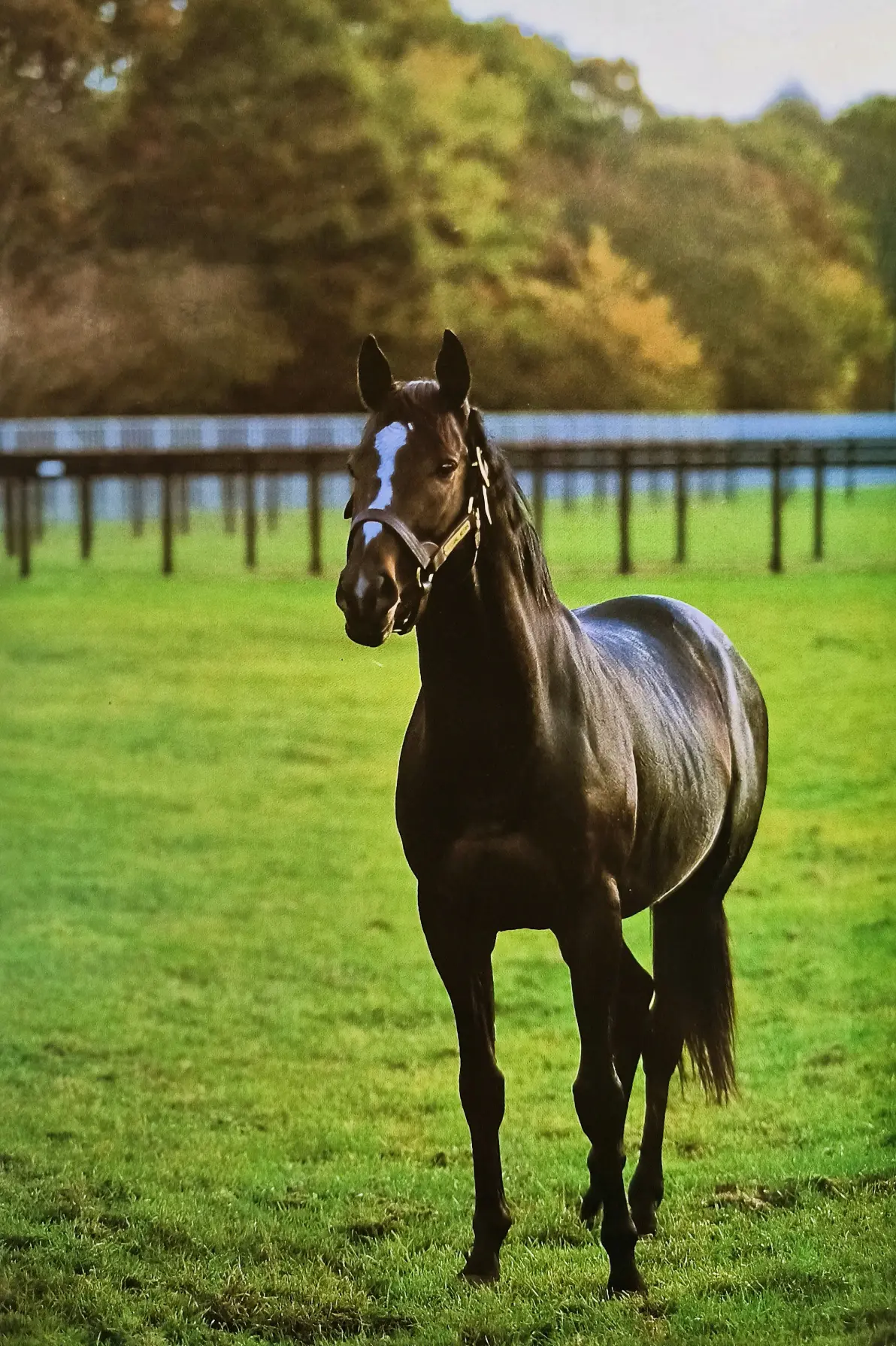 特别周写真集「赞歌」杂记