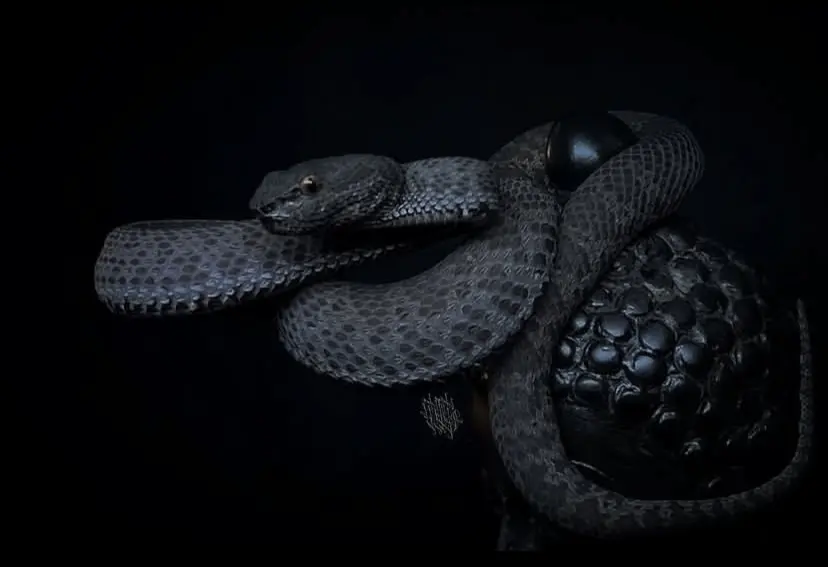 trimeresurus purpureomaculatus