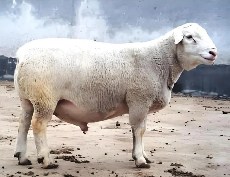 生肖羊运势李居明(李居明大师讲解属羊的)