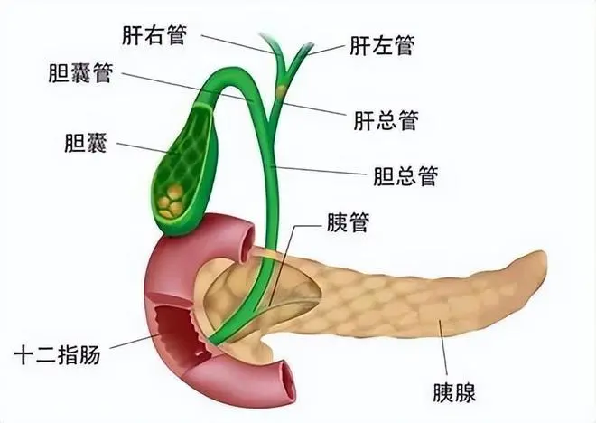因此,肝胆系统结石是不能通过体外碎石治疗的