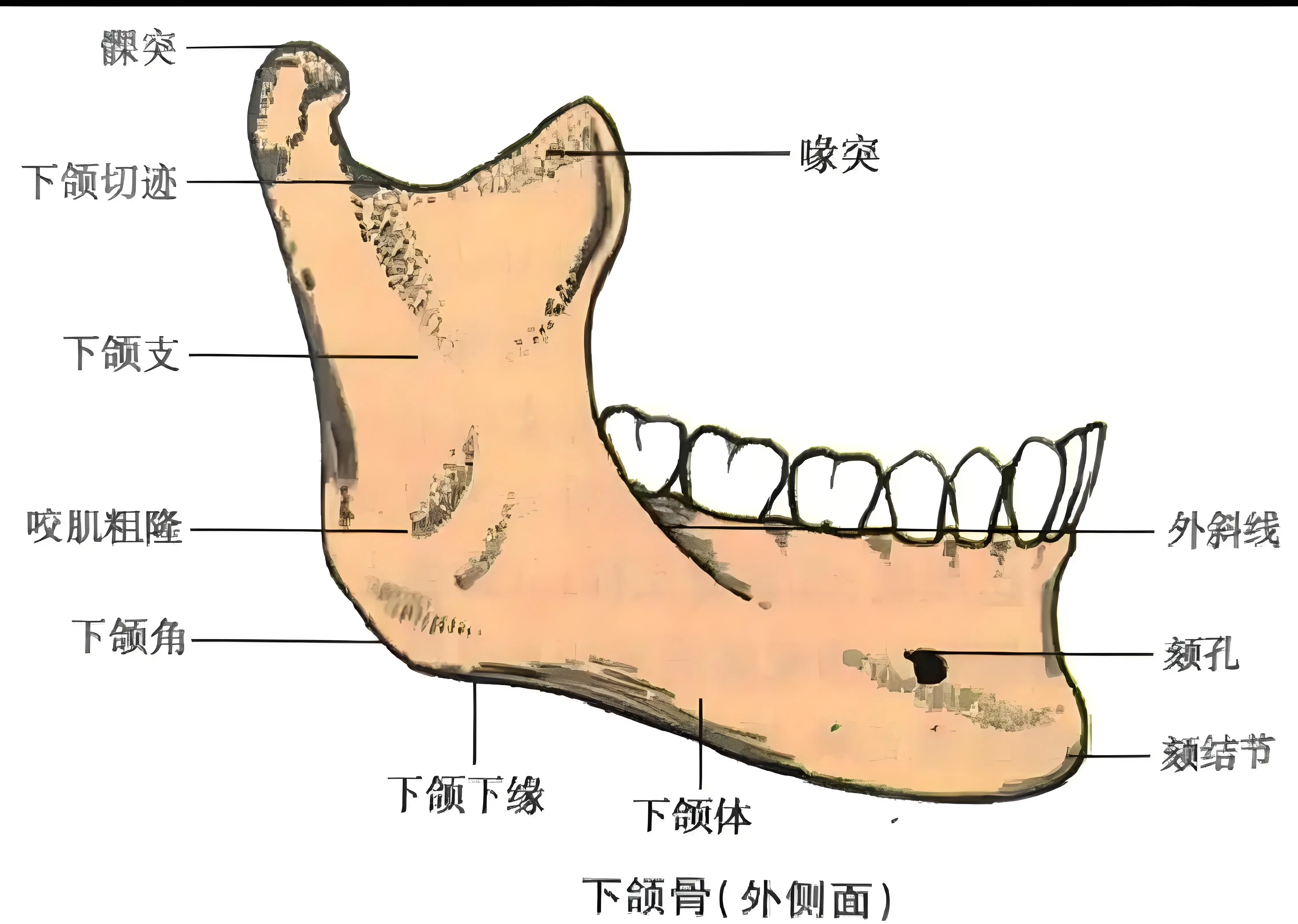 髁状突位置图片