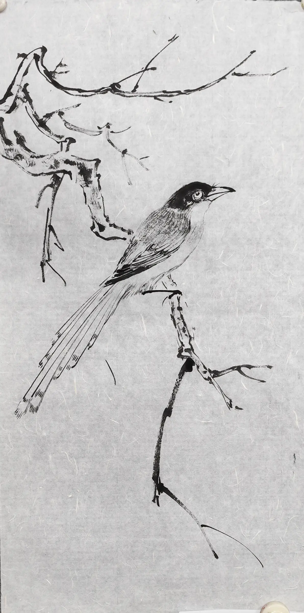 中国花鸟画基础技法