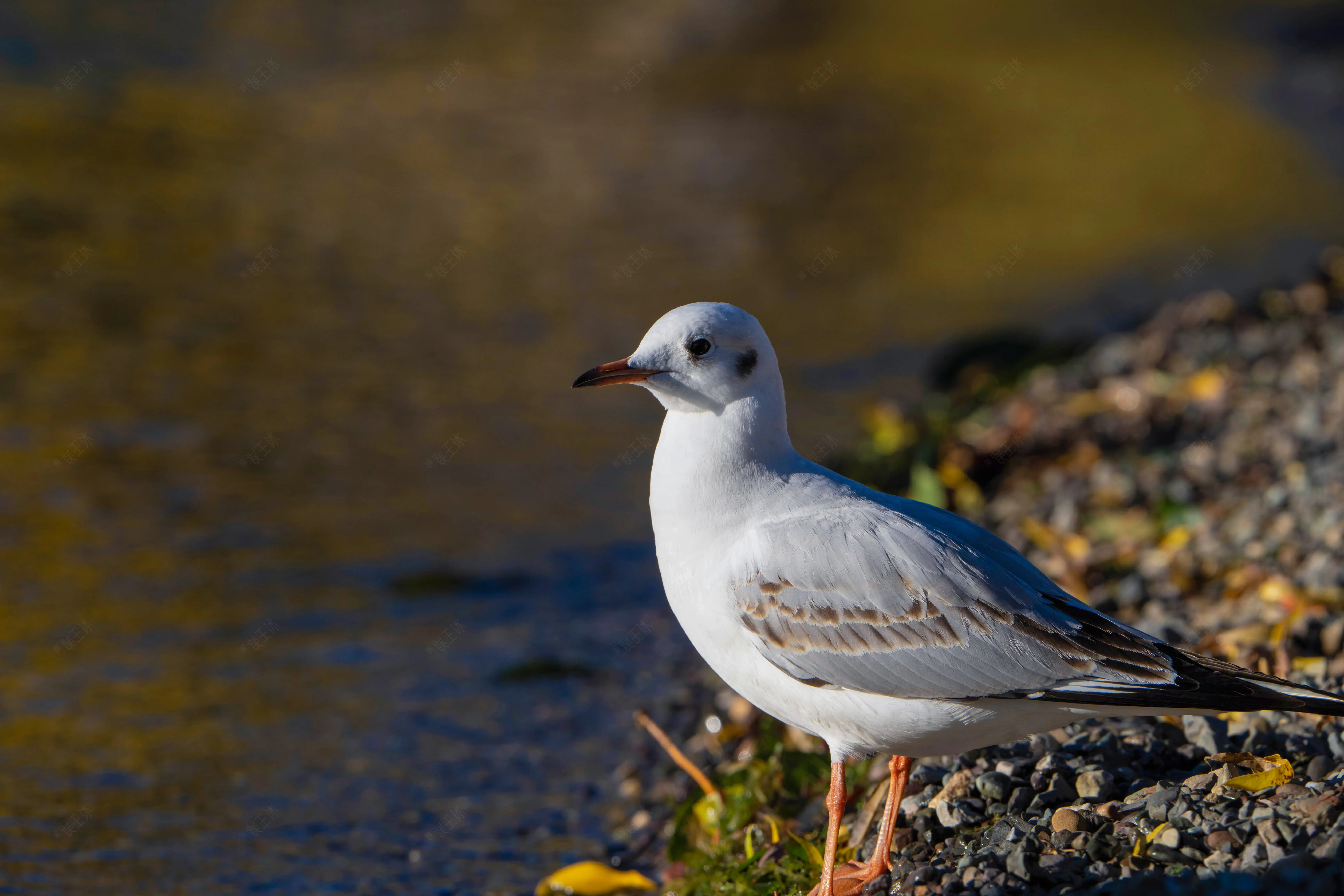 红嘴鸥:"拍完了吗?拍完了记得给小鱼干啊!"「泸沽湖」