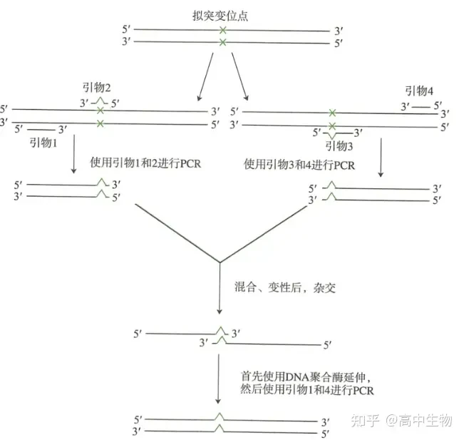 重叠延伸PCR-定点突变引物设计详解 - 哔哩哔哩
