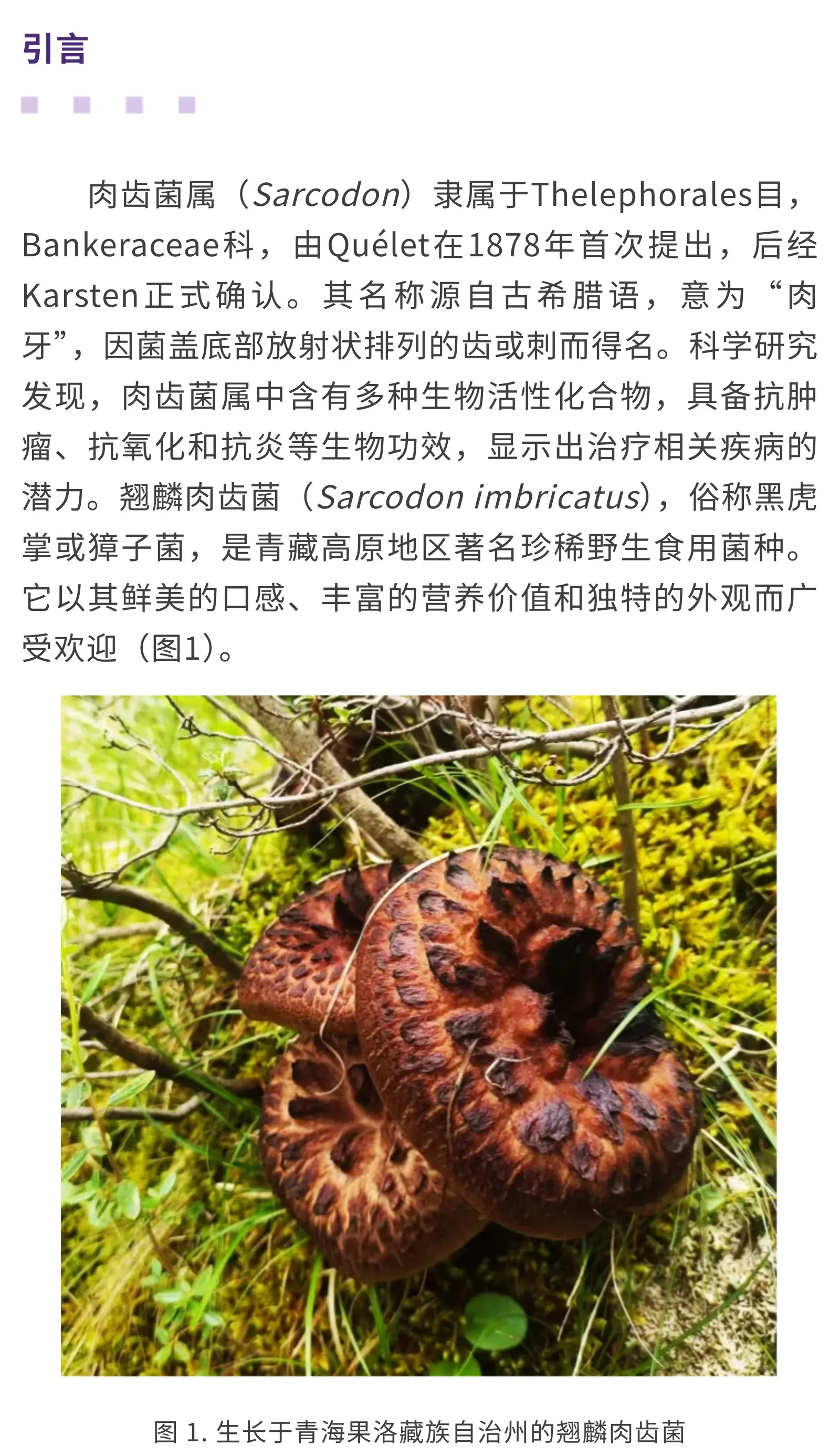 肉齿菌属次级代谢物大揭秘:化学结构,活性与生物合成解析