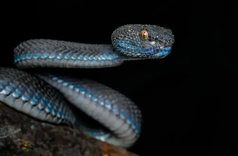 trimeresurus purpureomaculatus