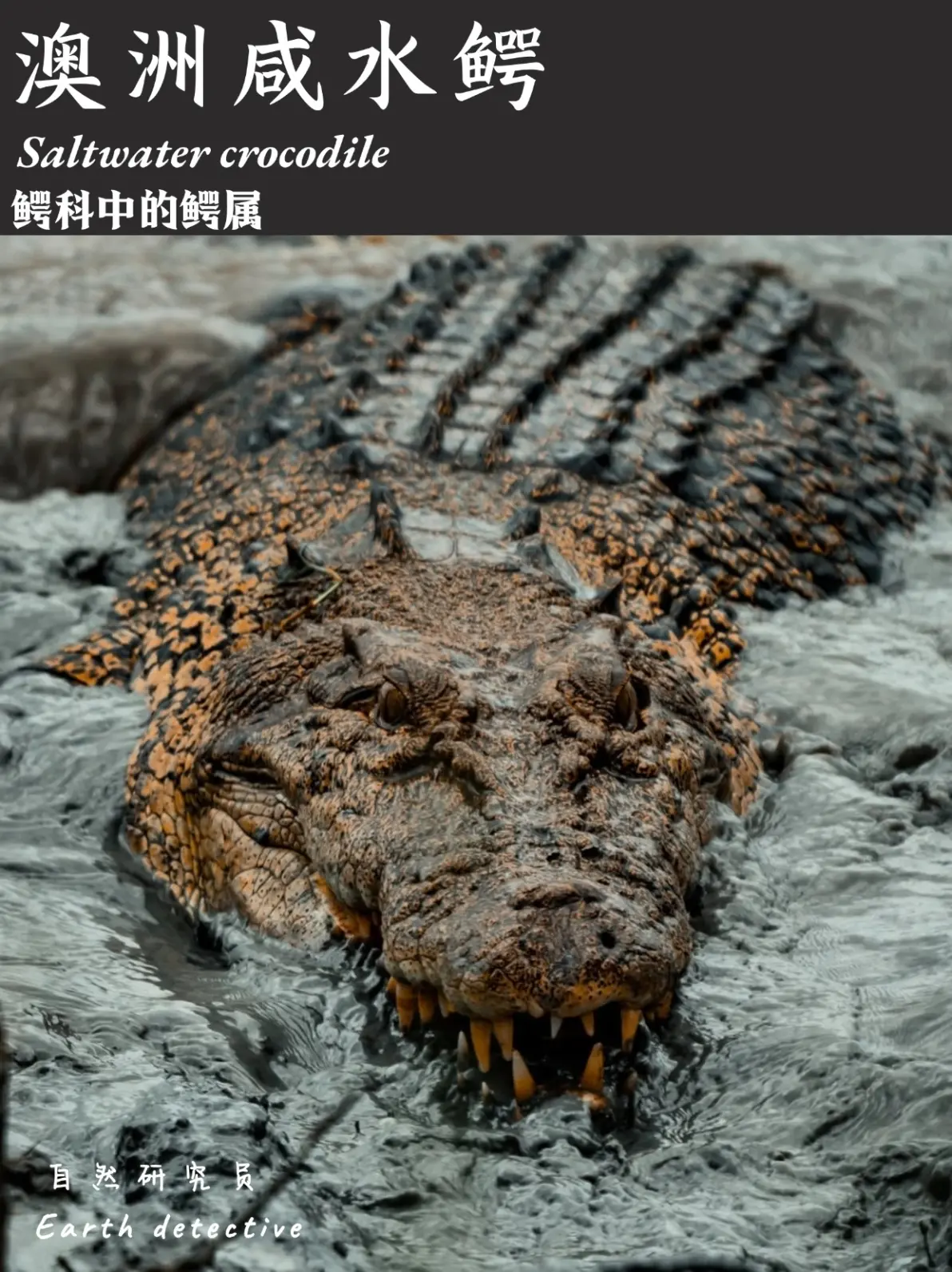 【动物档案馆】澳洲咸水鳄