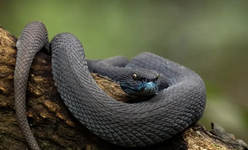 trimeresurus purpureomaculatus