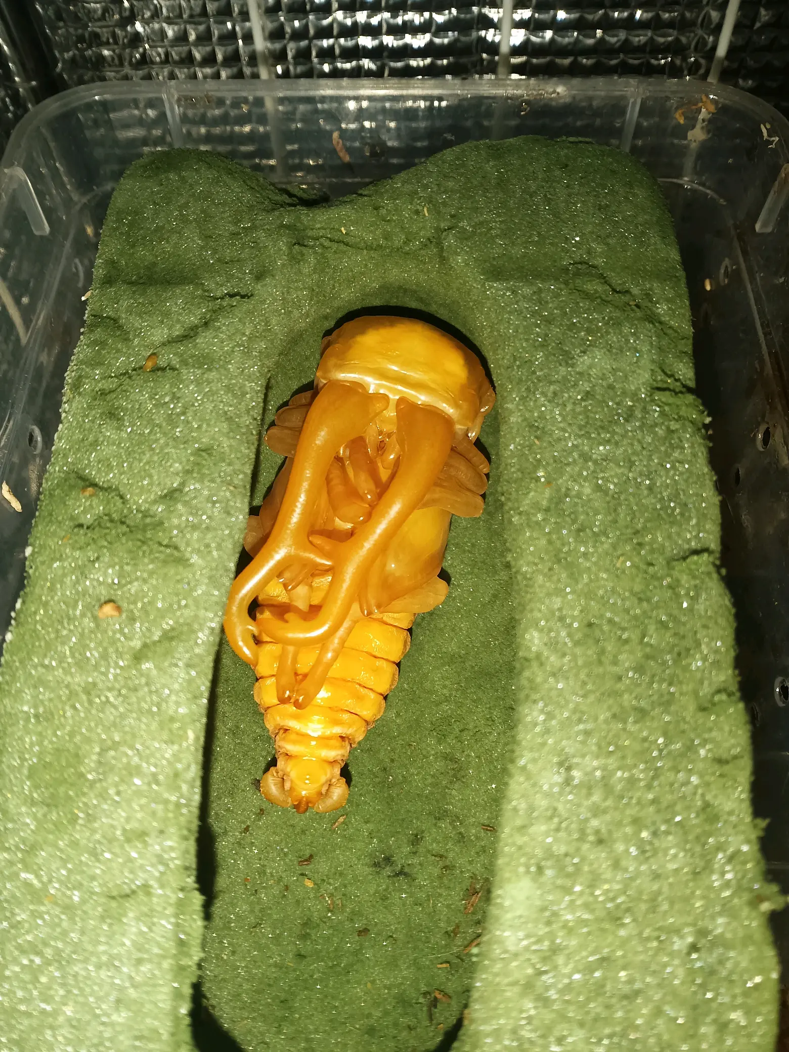 长颈鹿锯锹化蛹了