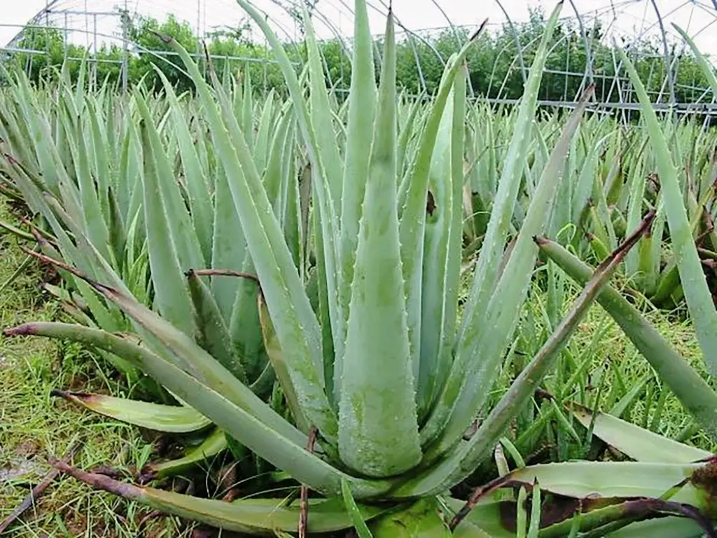 [森林之子]植物/果实原型百科:芦荟