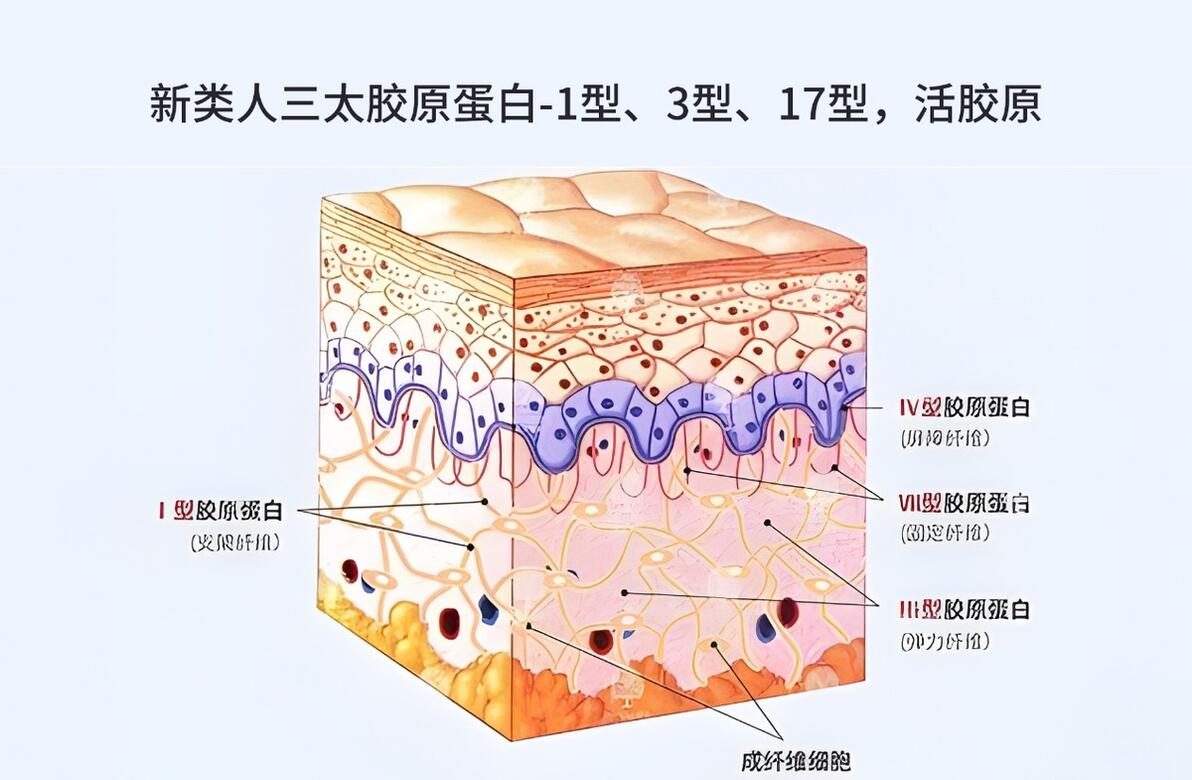 1型胶原蛋白和3型胶原蛋白的区别、到底哪个是抗衰 “王炸”? - 哔哩哔哩