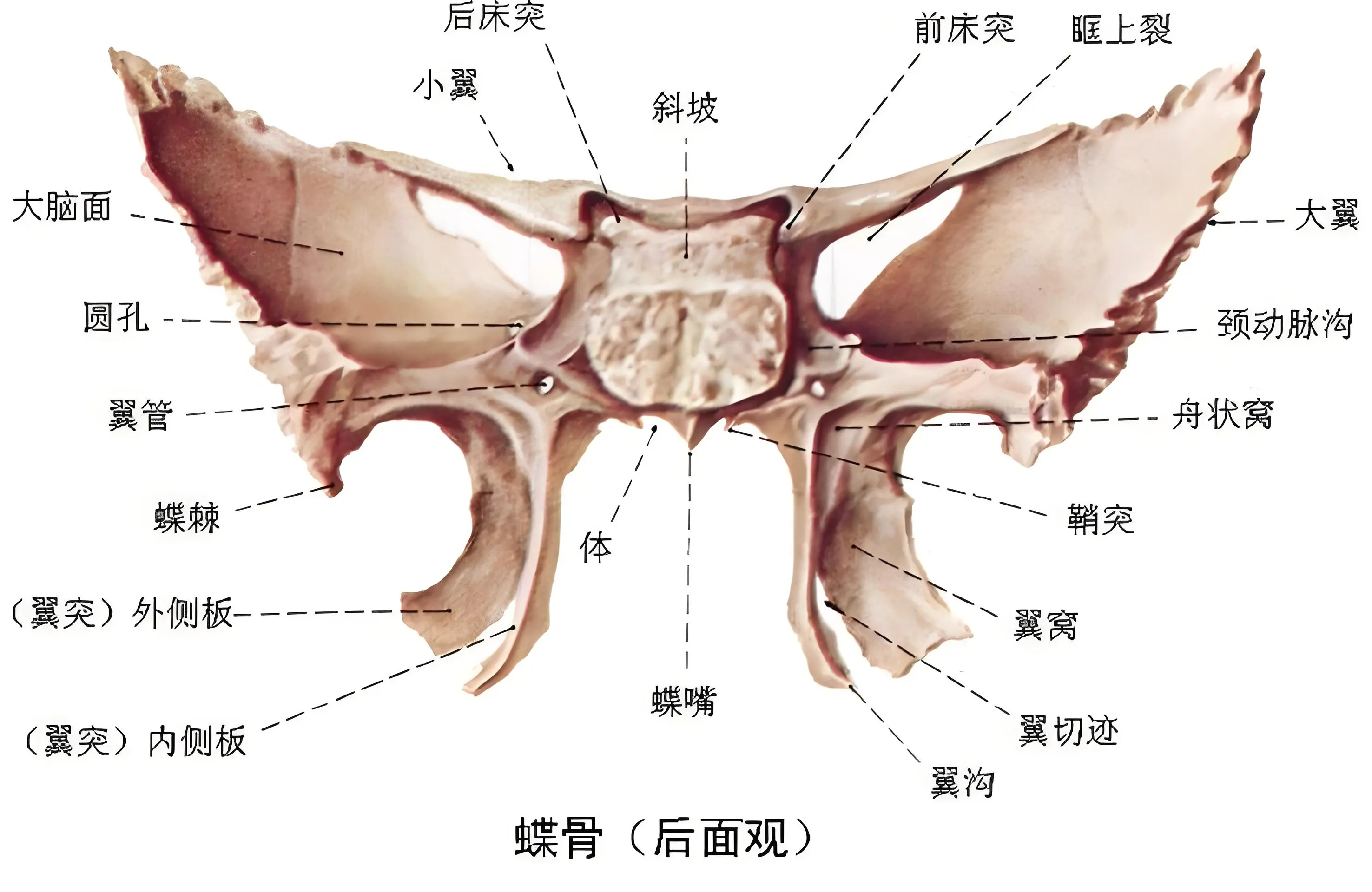 额窦解剖结构图图片