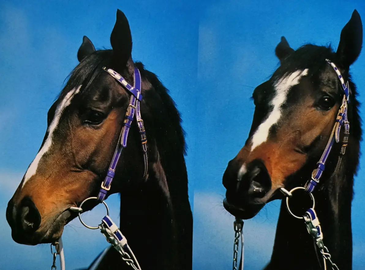 特别周写真集「赞歌」杂记