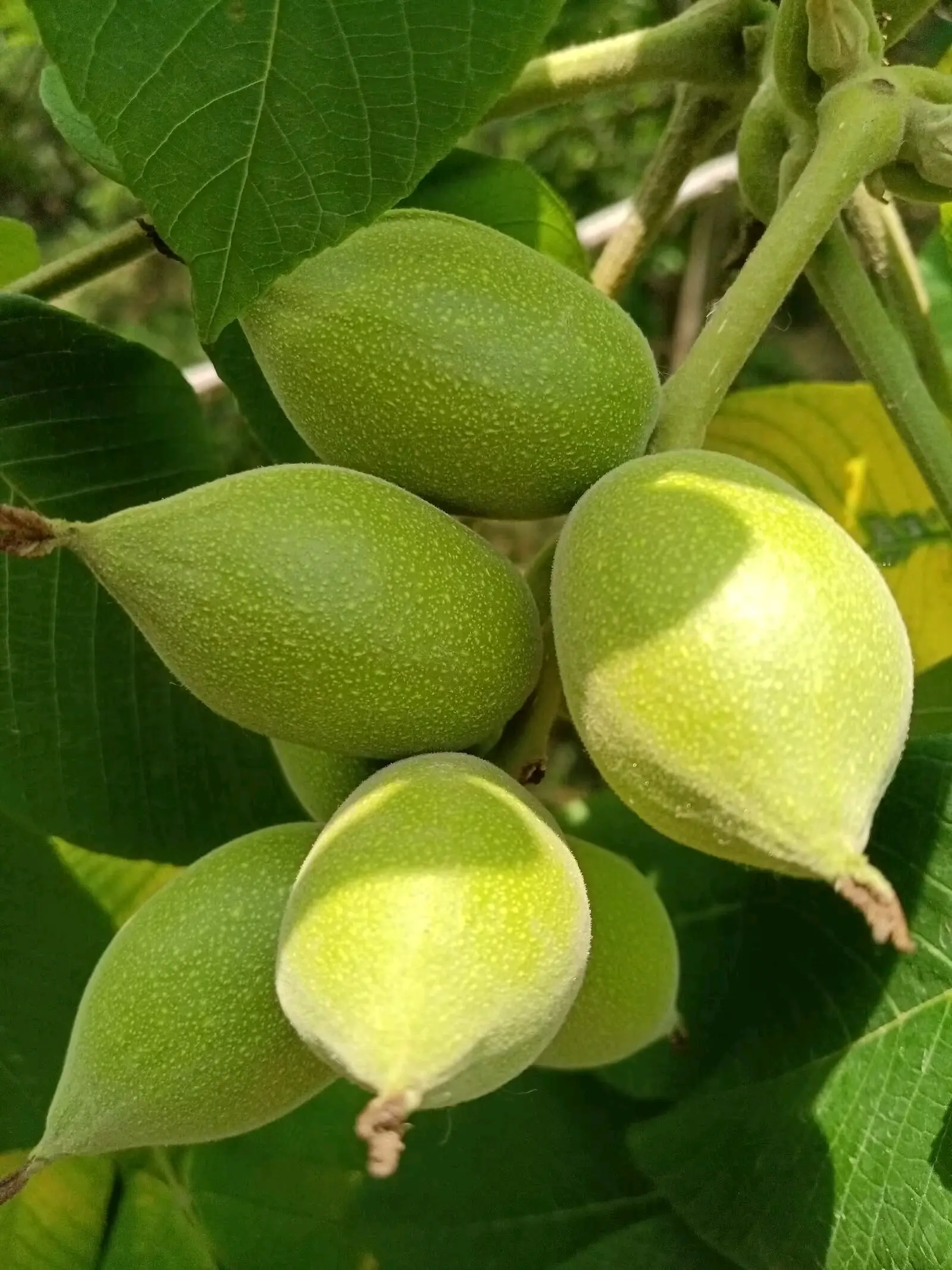 胡桃楸结果记录